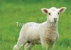Australia Spring Young Lamb ** HALAL **