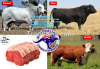Australia ** A ** Beef...