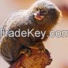 monkeys ( marmosets ), (squirrel monkey) (tamarins)