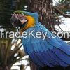 parrots ( hyacinth macaw )