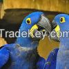 parrots ( hyacinth macaw )