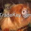 monkeys ( marmosets ), (squirrel monkey) (tamarins)