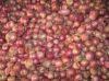 Red onion fresh organic onions high quality