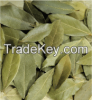 bay leaf