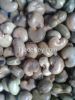 Sell Raw Cashew from I...