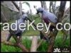 Migratory bird dove(pegion) decoy for hunting