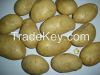 Fresh Russet Potato