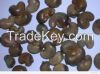 Raw Cashew Nuts in Shell