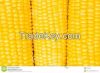 100% grade A yellow an...