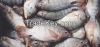 Tilapia Fish (Fresh Wa...