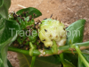 Noni fruit