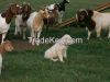  BOER GOATS for Sale a...