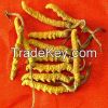 Cordyceps