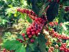 Robusta Coffee Beans