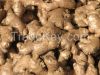 Ginger