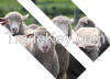 Sheep Skin & Hides