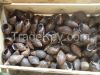 African Giant Snail 30...