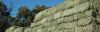 Lucerne Bales (Alfalfa Hay), Timothy Hay Bales