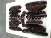sea cucumber spiky