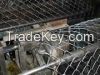 Chain Link Fence
