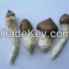 Wild Mushrooms Termito...