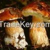Wild Mushrooms Boletus...