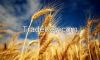 Milling Wheat 100% US ...