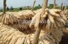 White Dry Maize