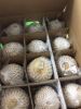 Fresh Young Coconut (O...