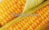 Yellow Corn