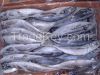 Frozen Horse mackerel