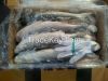 Frozen Grey mullet who...