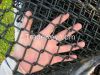 High quality black PVC coated Chain link fence