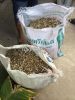 Moringa Seeds and Mori...