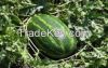 CELEBRATION Water Melons