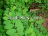 Gloriosa superba roots (Kanvali kilangu)