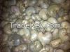 Raw Cashew Nuts