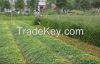 4G100 swather / rice a...