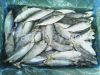 All type of seafood we can supply