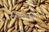 barley grain