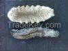 dry sea cucumber