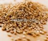 Sesame Seeds