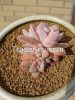 Kanuma Soil/Akadama Soil/Kiryu Sand/Succulent Growing Media