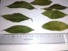 dried bay leaves