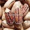 Pecan nuts (Wichita an...
