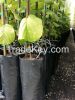 Plastic Plant Nursery Poly Bags