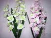 Artificial flower