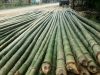 Bamboo poles, bamboo c...