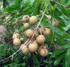 Whole sales fresh longan/Ms.Hanna