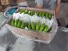 Fresh canvendish banana prices/Ms.Hanna	